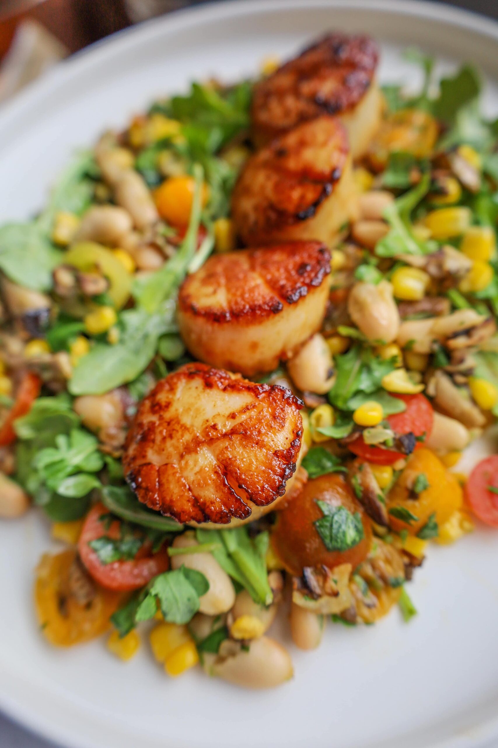 seared scallops with white bean succatosh