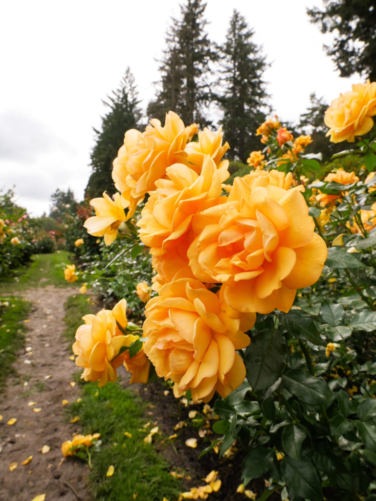 yellow roses at the Portland Rose garden