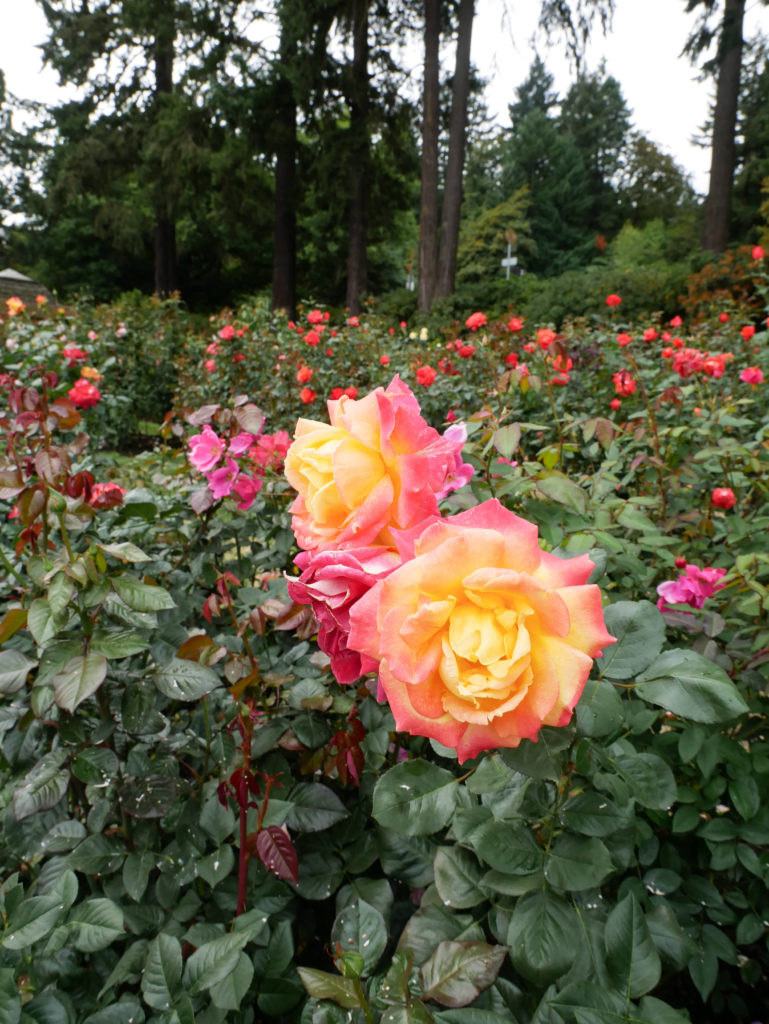 Pink and yellow roses at the Portland Rose Garden