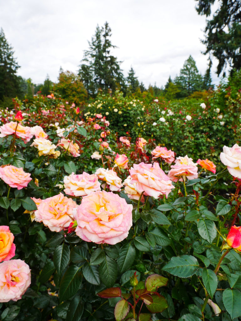 Pink and yellow roses Portland rose garden