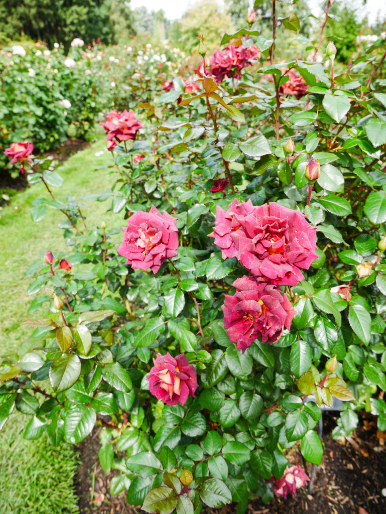 Fuchsia rose bush at the Portland Rose Garden