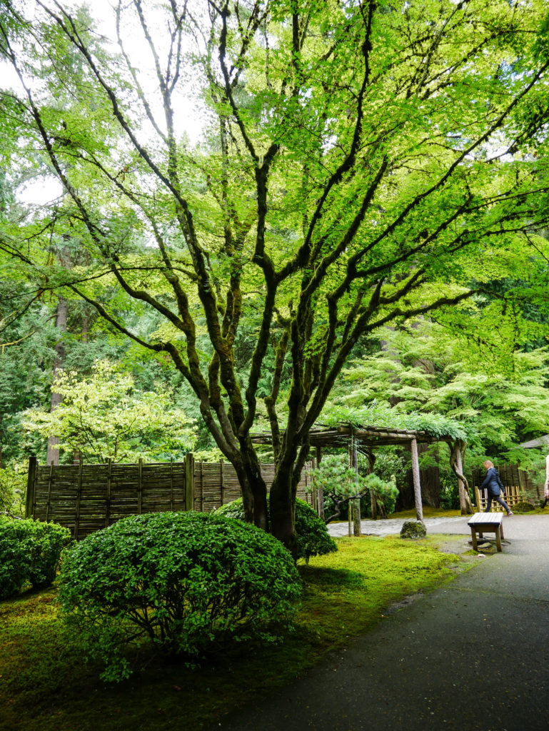 tree and greenery in the Portland Japanese Garden