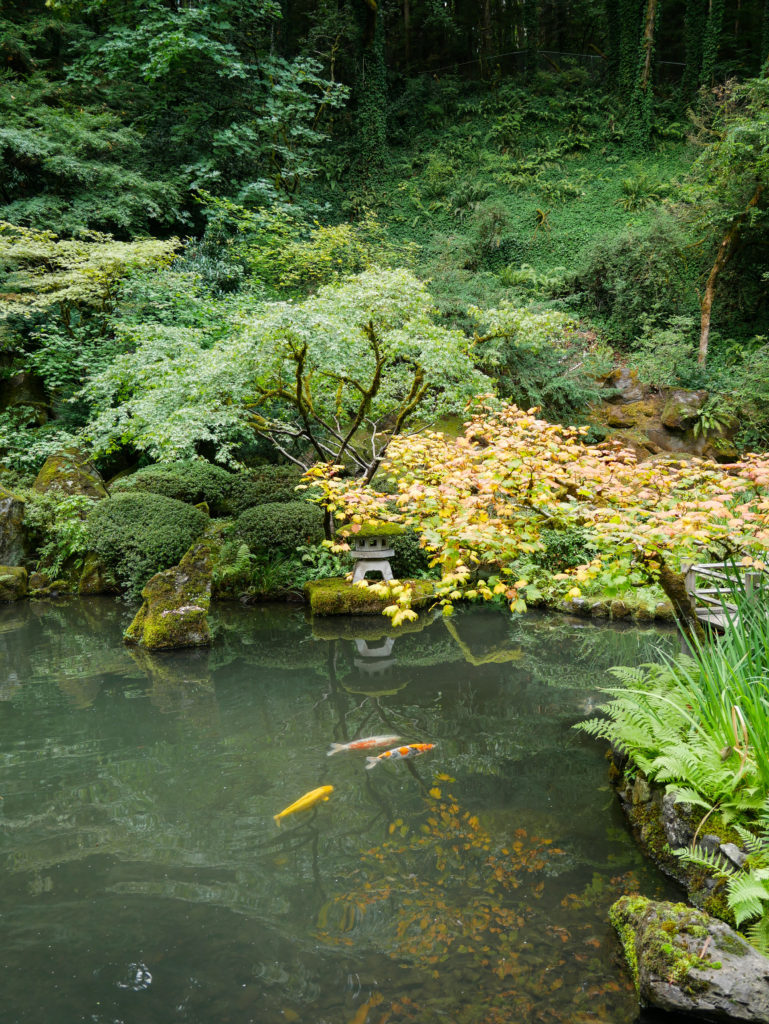 Fish pond at Portland Japanese Garden