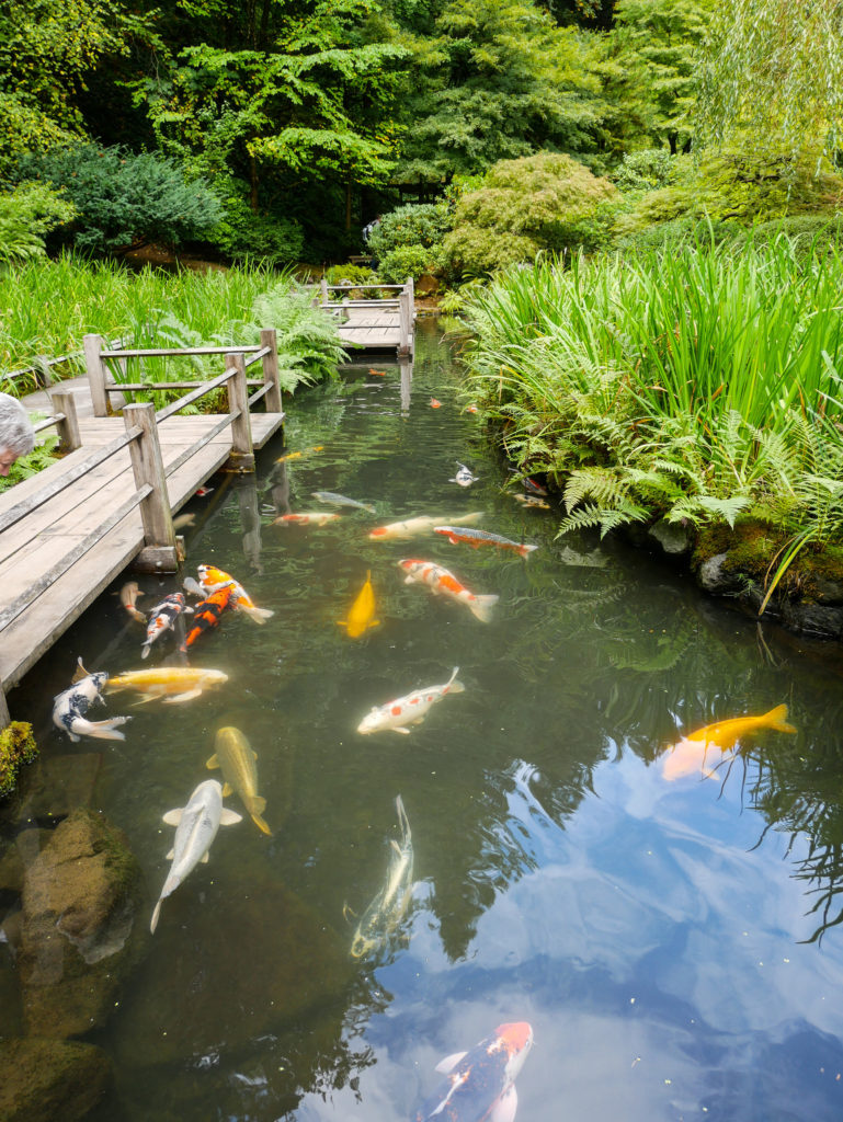 fish pond at Portland Japanese Garden