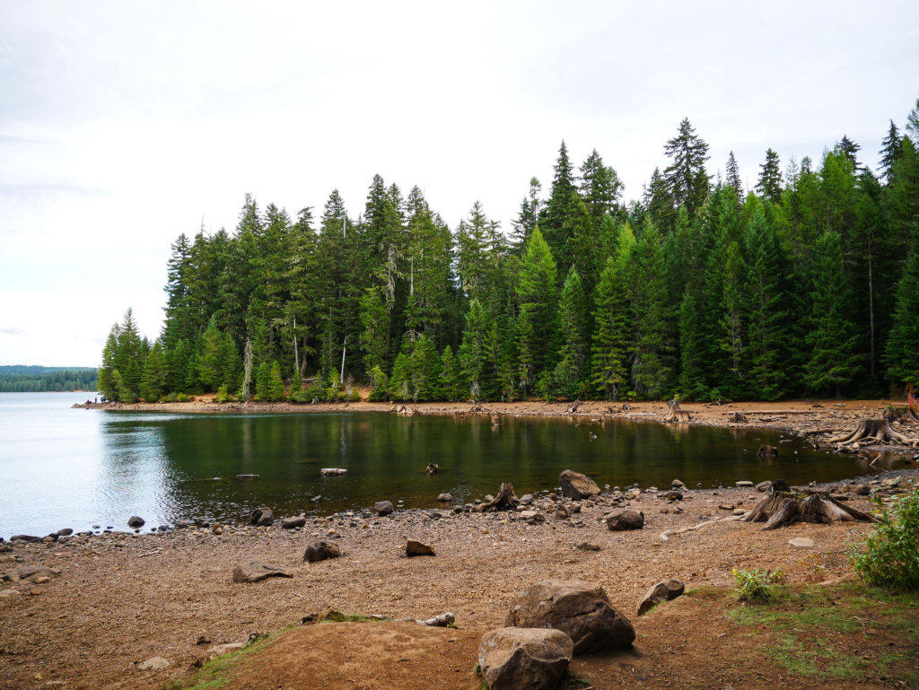 trees and forest at Timothy Lake Portland Oregon