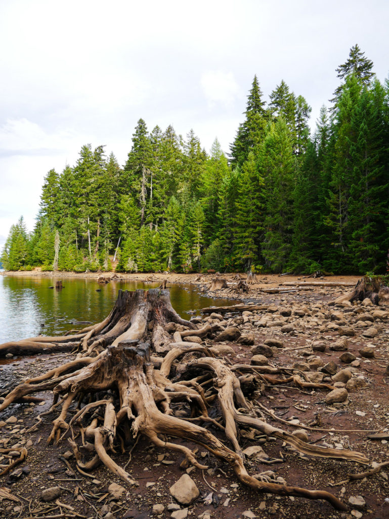 Tree stump at Timothy Lake Portland Oregon